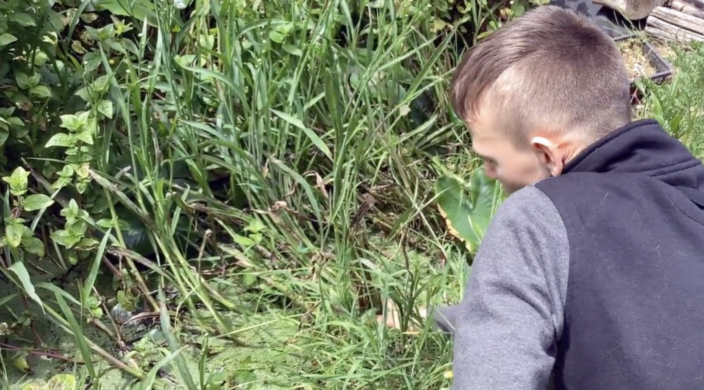 Pond diaries