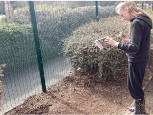 Student pouring seeds onto the ground