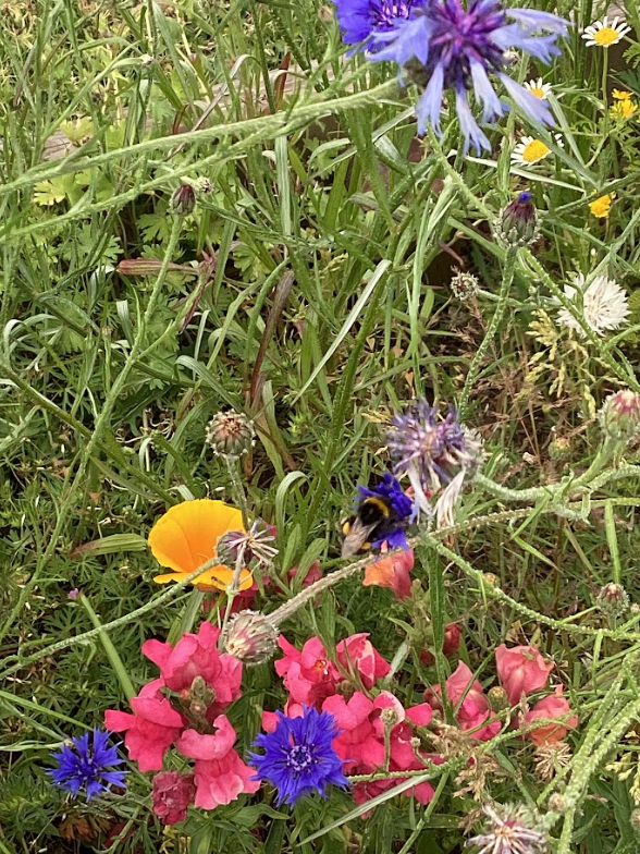 Based on the image, here's what appears in the picture: Flowers: There are several types of flowers visible. Cornflowers: You can clearly see blue and purple cornflowers. Poppy (likely California Poppy): A vibrant orange poppy-like flower is prominent in the middle left. Snapdragons: There are clusters of pink and red flowers at the bottom that resemble snapdragons. Other wildflowers: There are various other smaller white and yellow flowers scattered throughout the greenery, consistent with a "Wildflower Mediterranean Mix" or "Tubinger Mengsel." Bumblebee: A bumblebee (likely a Buff-tailed bumblebee given the location and commonality) is visible pollinating one of the purple flowers in the upper right. Greenery/Foliage: The flowers are surrounded by abundant green leaves and stems, indicating a garden or natural setting.