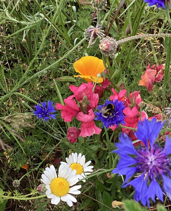 Here's a description of what's in the picture: The image showcases a vibrant mix of wildflowers and greenery. In the foreground, there are daisies with white petals and yellow centers. Towards the bottom right, a prominent blue cornflower is visible, with another smaller blue cornflower to its left. In the center of the image, there's a cluster of bright pink and red flowers, which appear to be snapdragons. To their left and slightly above, a cheerful orange flower, characteristic of a California poppy, stands out. A bumblebee is actively pollinating one of the blue cornflowers in the mid-ground, near the pink snapdragons. The entire scene is set amidst a backdrop of various green grasses and other plant foliage, suggesting a lush, natural, and perhaps wild garden setting. There are also some closed flower buds visible amongst the greenery.