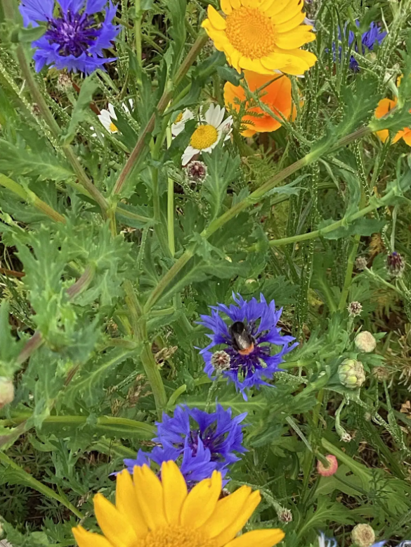 This image displays a vibrant mix of wildflowers, predominantly featuring blue cornflowers and yellow and orange daisy-like flowers (possibly Chrysanthemum coronarium or similar). In the center, a blue cornflower is clearly visible, and a bumblebee is actively pollinating it. Another blue cornflower is located towards the bottom of the image. Interspersed throughout the frame are bright yellow and orange flowers. There's also a single white daisy with a yellow center visible in the upper-middle section. The flowers are surrounded by various green plants with textured leaves, some of which appear to be the foliage of the cornflowers themselves. There are also several unopened flower buds hinting at more blooms to come. The overall impression is that of a lively and natural garden or meadow.