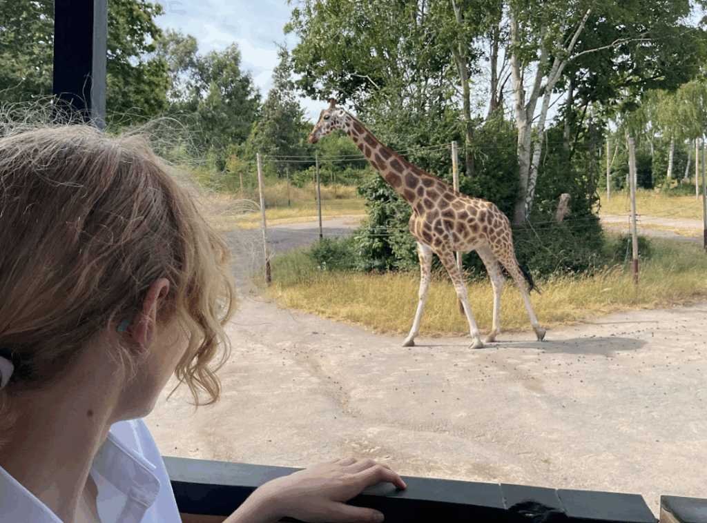 A child with blonde hair is looking out towards a giraffe in an open enclosure. This strongly suggests that the theme park also incorporates a zoo or safari park element, as giraffes are typically found in such settings.